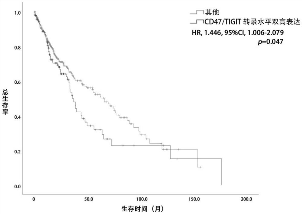 CD47 and TIGIT double-target-point-based lung squamous cell carcinoma patient prognosis evaluation system and application thereof