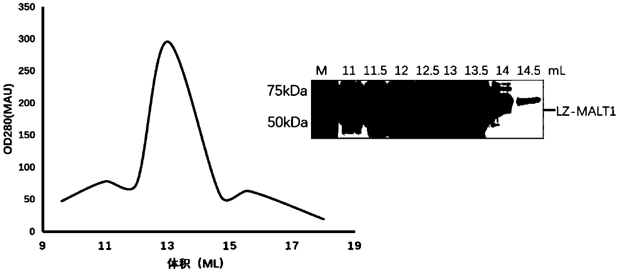 Application of malt1 targeting inhibitor in the preparation of malt1-dependent tumor therapy drugs