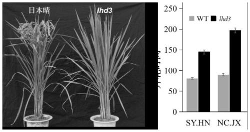 Rice flowering related protein and coding gene LHD3 thereof and application thereof