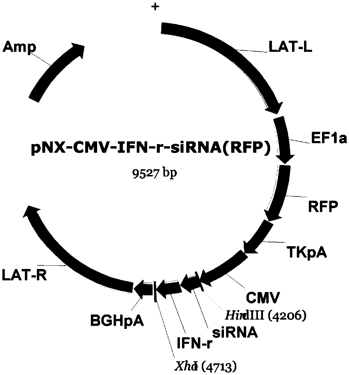 A dual-gene targeted therapy system for recurrent HSK