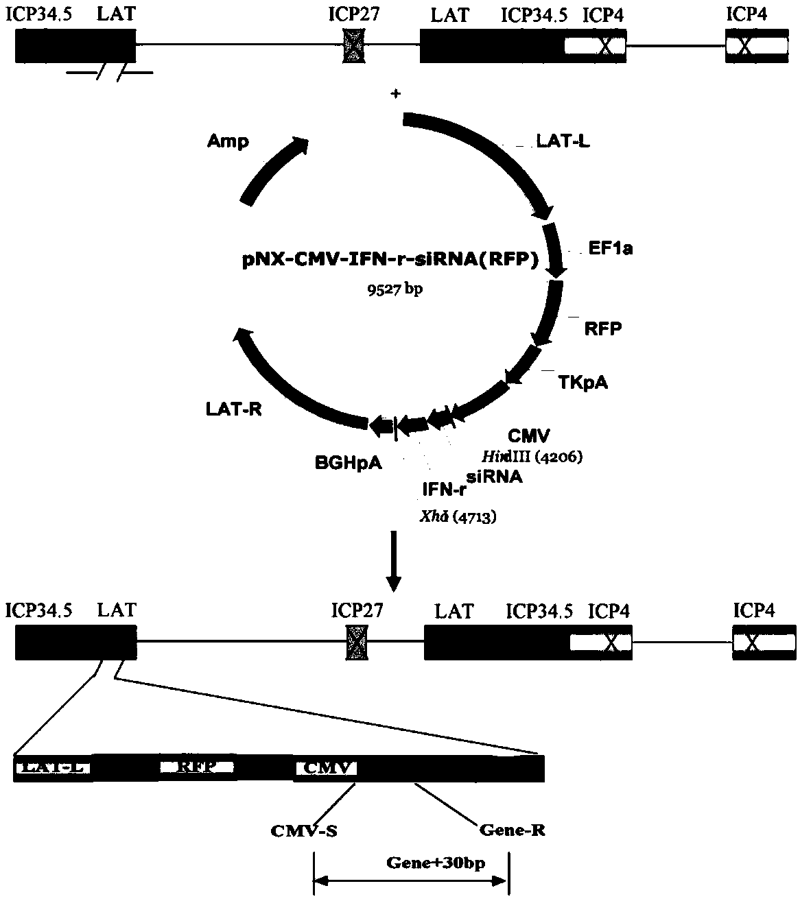 A dual-gene targeted therapy system for recurrent HSK