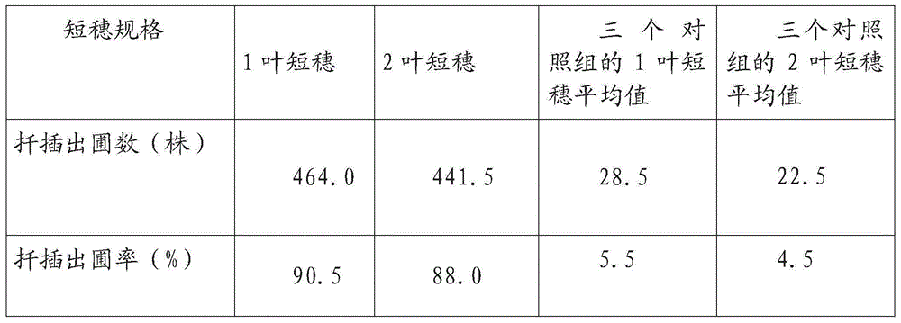 Rapid propagation method for autumn single node cutting of tea-oil trees