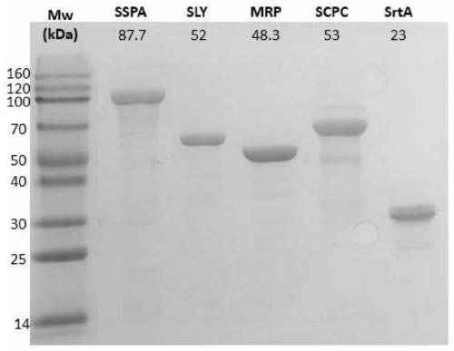 A broad-spectrum multiple subunit vaccine against Streptococcus suis infection