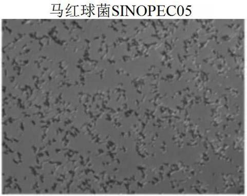 Rhodococcus equi strain and identifying method and application thereof