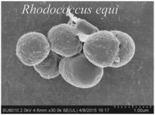 Rhodococcus equi strain and identifying method and application thereof