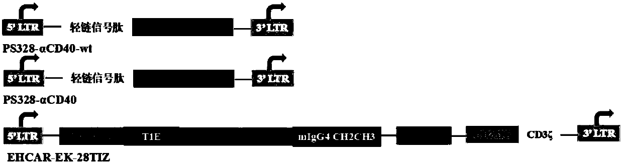 CAR-T cell of autocrine CD40 antibody and targeted ErbB receptor family