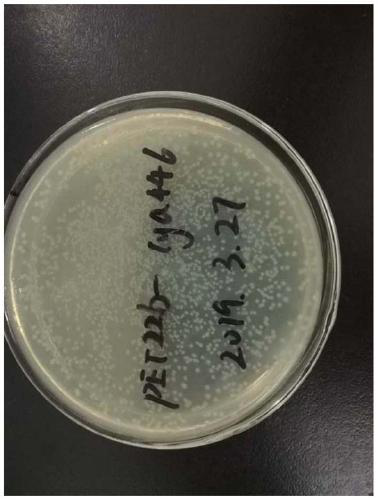 Recombinant escherichia coli for producing cyclic adenosine monophosphate with high yield and application thereof in synthetization of cyclic adenosine monophosphate