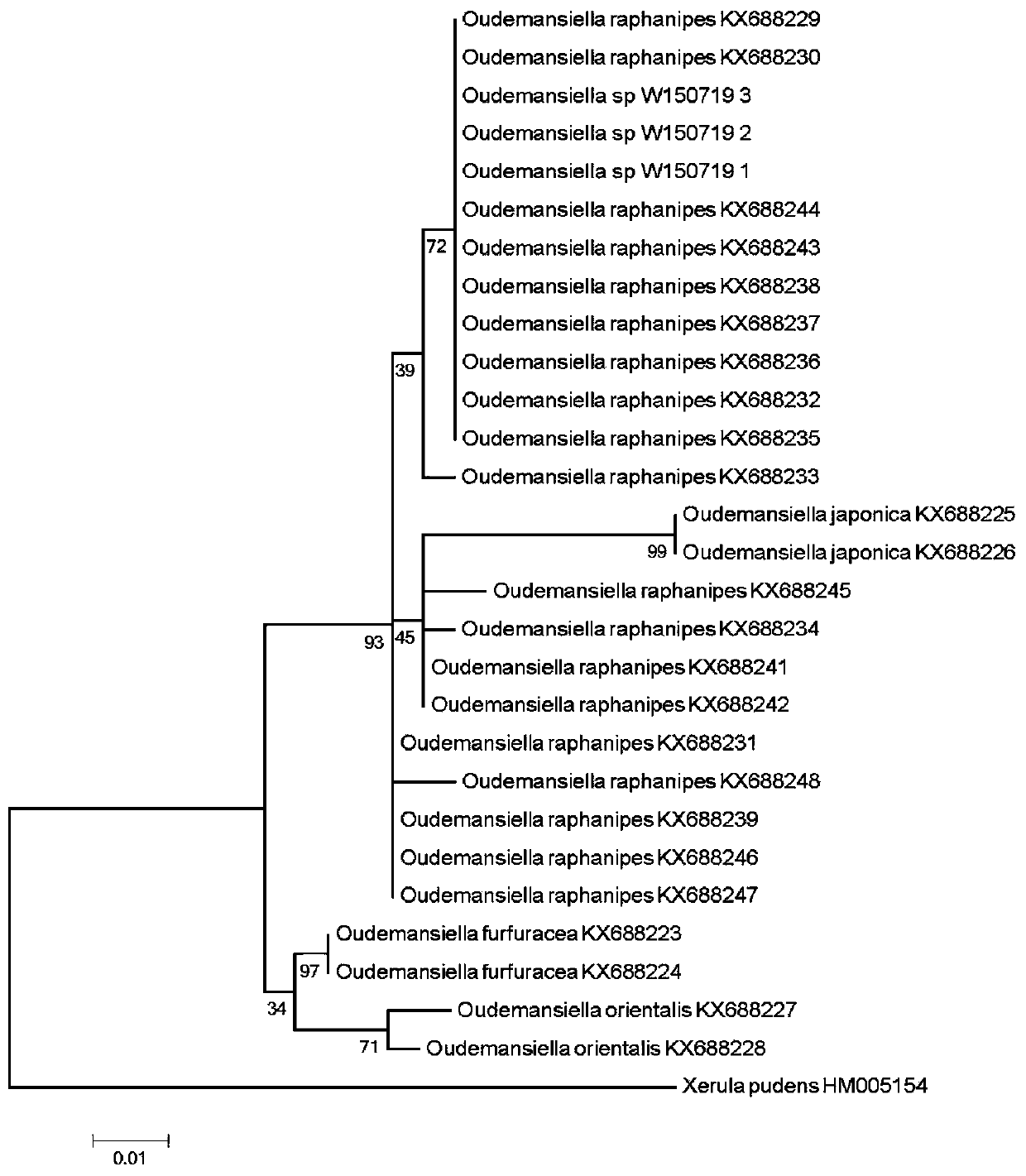 White variant of oudemansiella raphanipes, and artificial cultivation method thereof