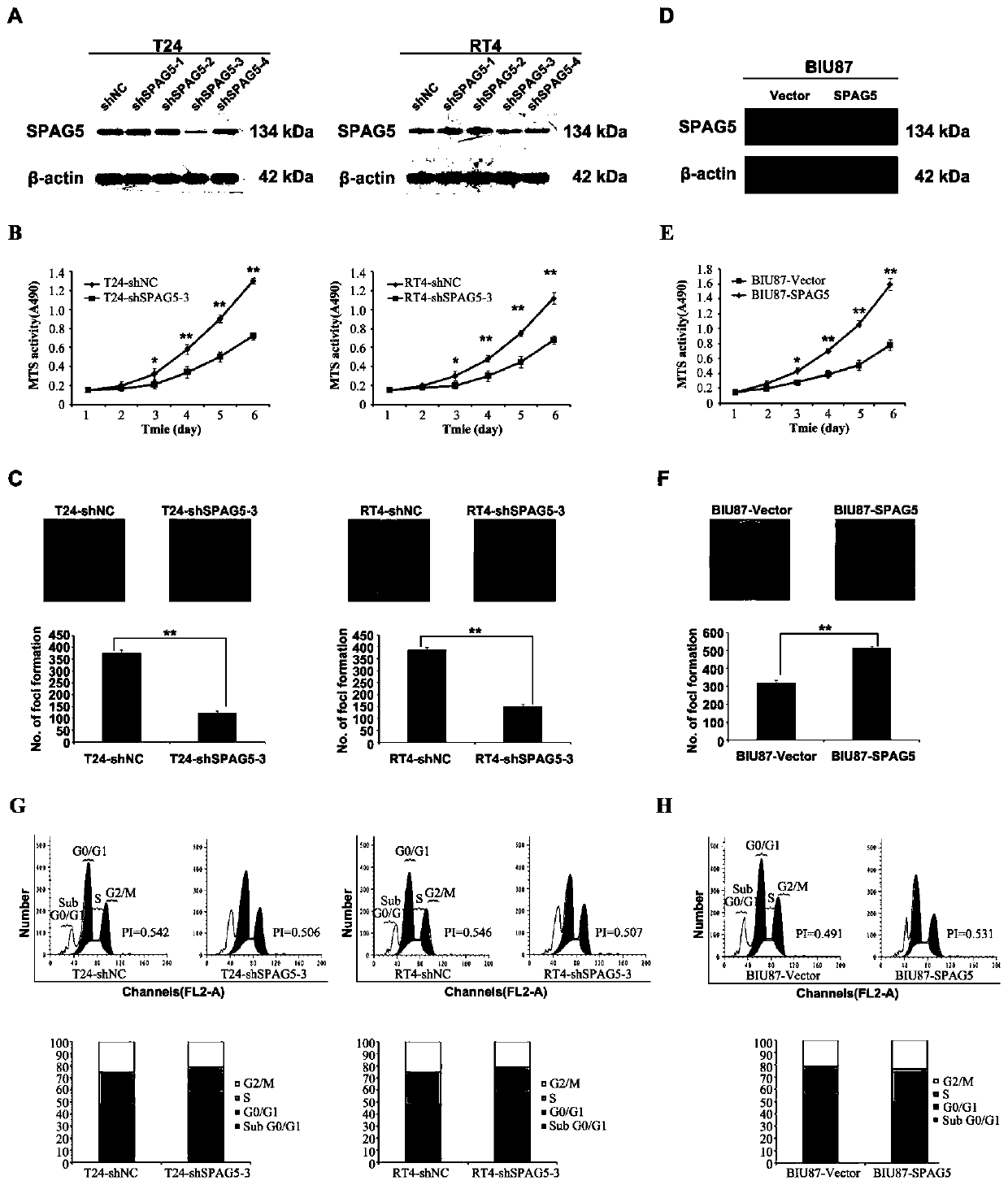 Application of spag5 as a target site in the preparation of drugs for the treatment of bladder cancer