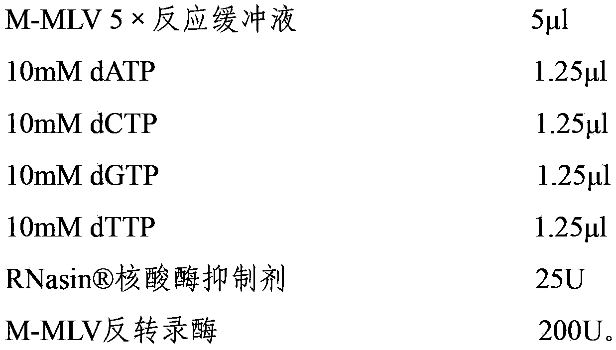 Porcine anti-porcine reproductive and respiratory syndrome related SNP label in tyrosine protein kinase JAK2 gene and application thereof