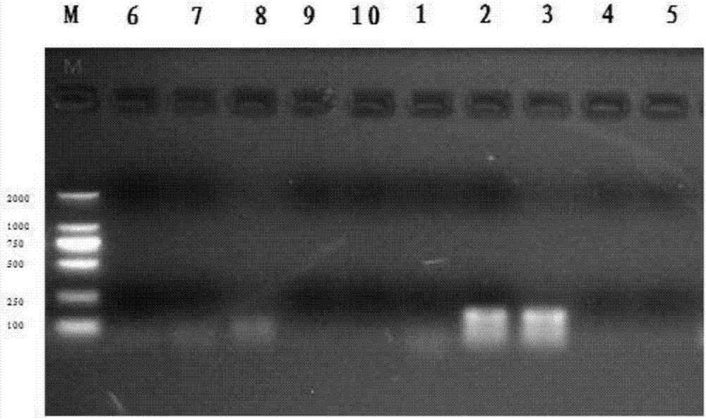 Chicken ring RNAChr26:2670958/2679178 detection primer, method and application