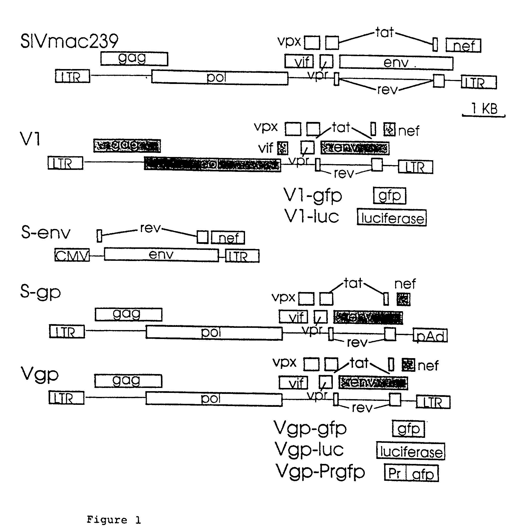 Lentivirus based vector and vector system