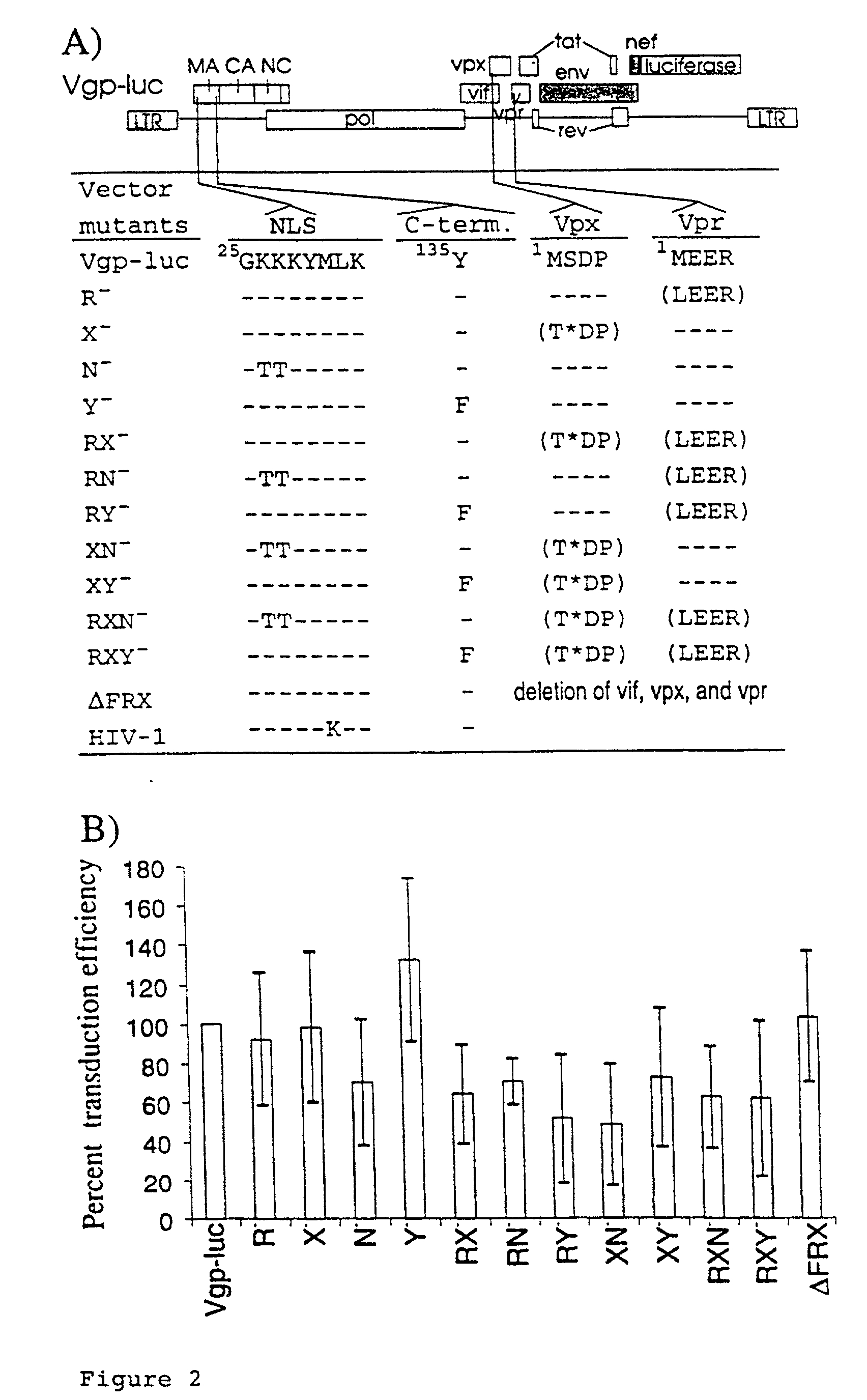 Lentivirus based vector and vector system