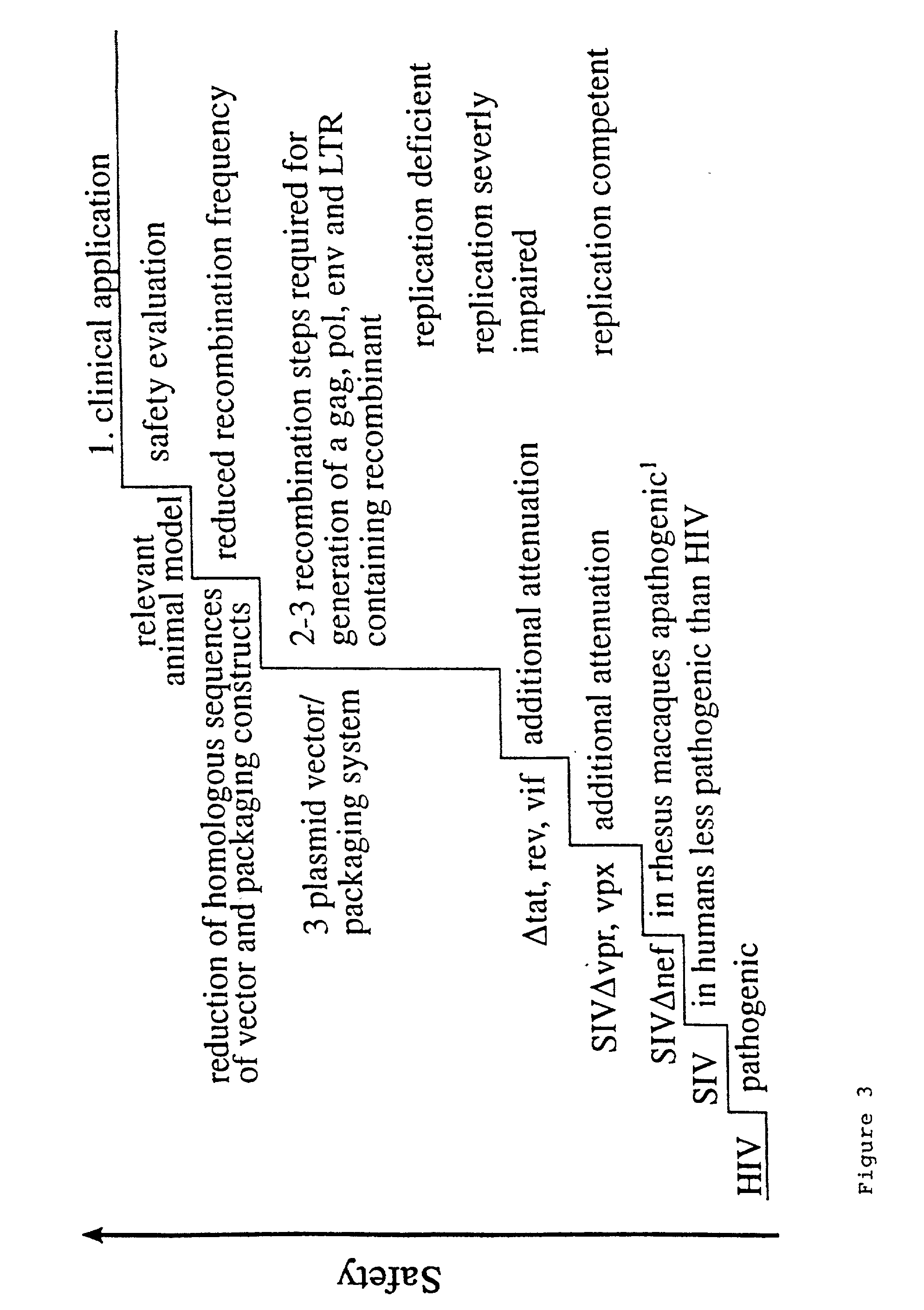 Lentivirus based vector and vector system