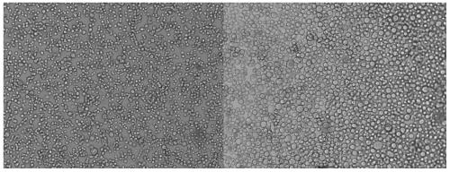 Genetically-engineered vaccine against fowl adenovirus type 4, and preparation method and application thereof