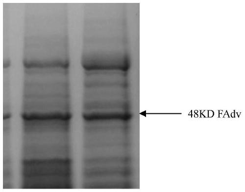 Genetically-engineered vaccine against fowl adenovirus type 4, and preparation method and application thereof