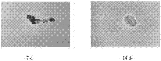 Dental pulp stem cell resuscitation fluid and dental pulp stem cell resuscitation method