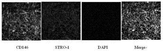 Dental pulp stem cell resuscitation fluid and dental pulp stem cell resuscitation method