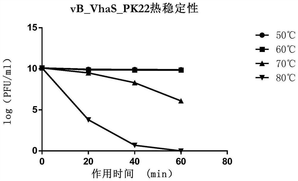 Vibrio harveyi phage vB_KaS_PK22, Vibrio harveyi phage-containing phage composition and application of Vibrio harveyi phage