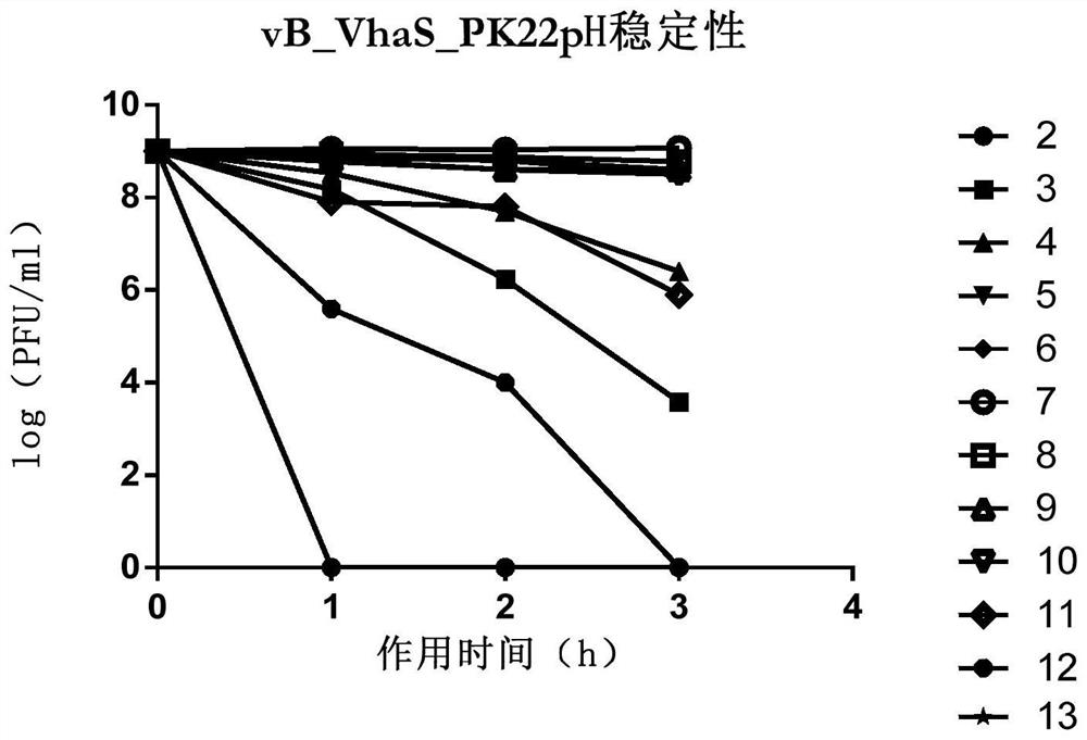 Vibrio harveyi phage vB_KaS_PK22, Vibrio harveyi phage-containing phage composition and application of Vibrio harveyi phage