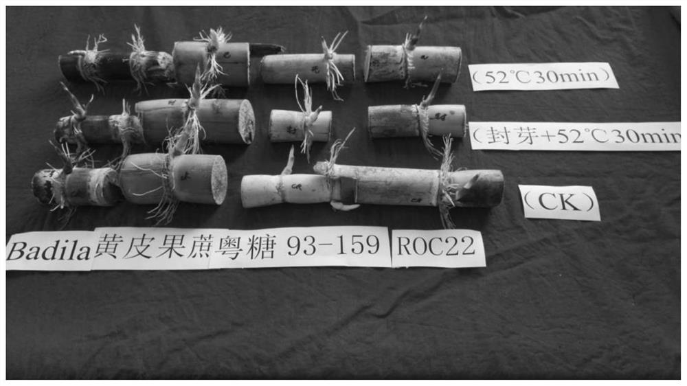 Method for producing sugarcane virus-free seedlings