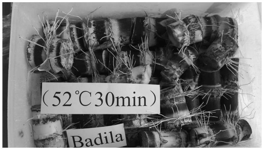 Method for producing sugarcane virus-free seedlings