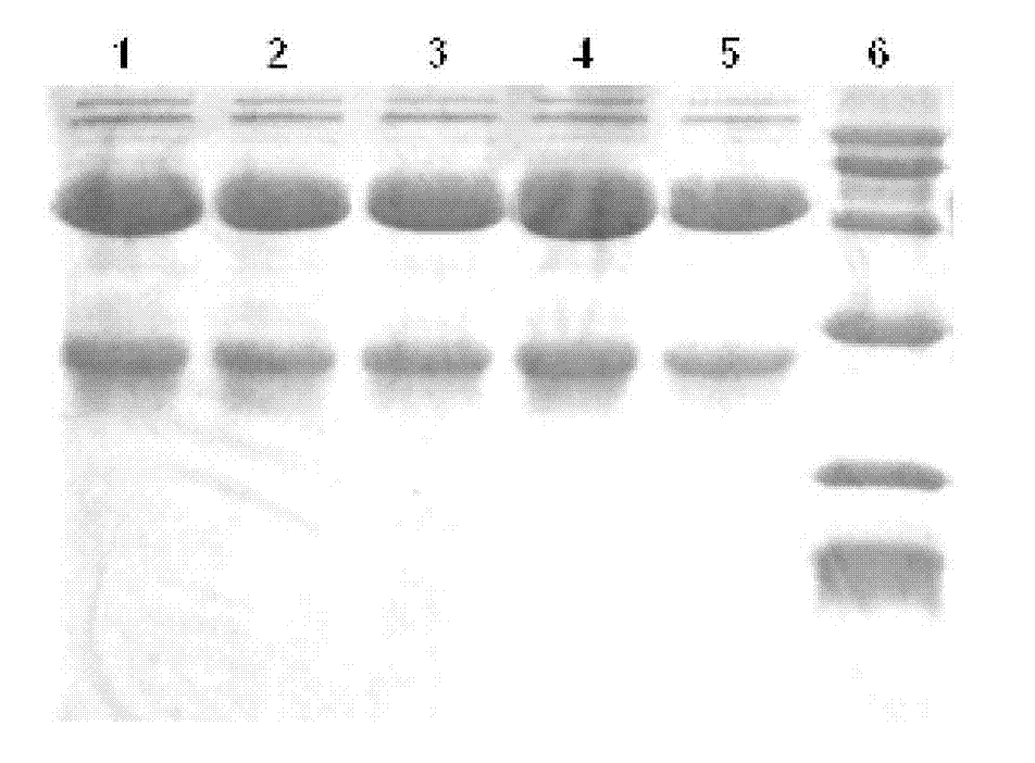 Protein A adsorption medium