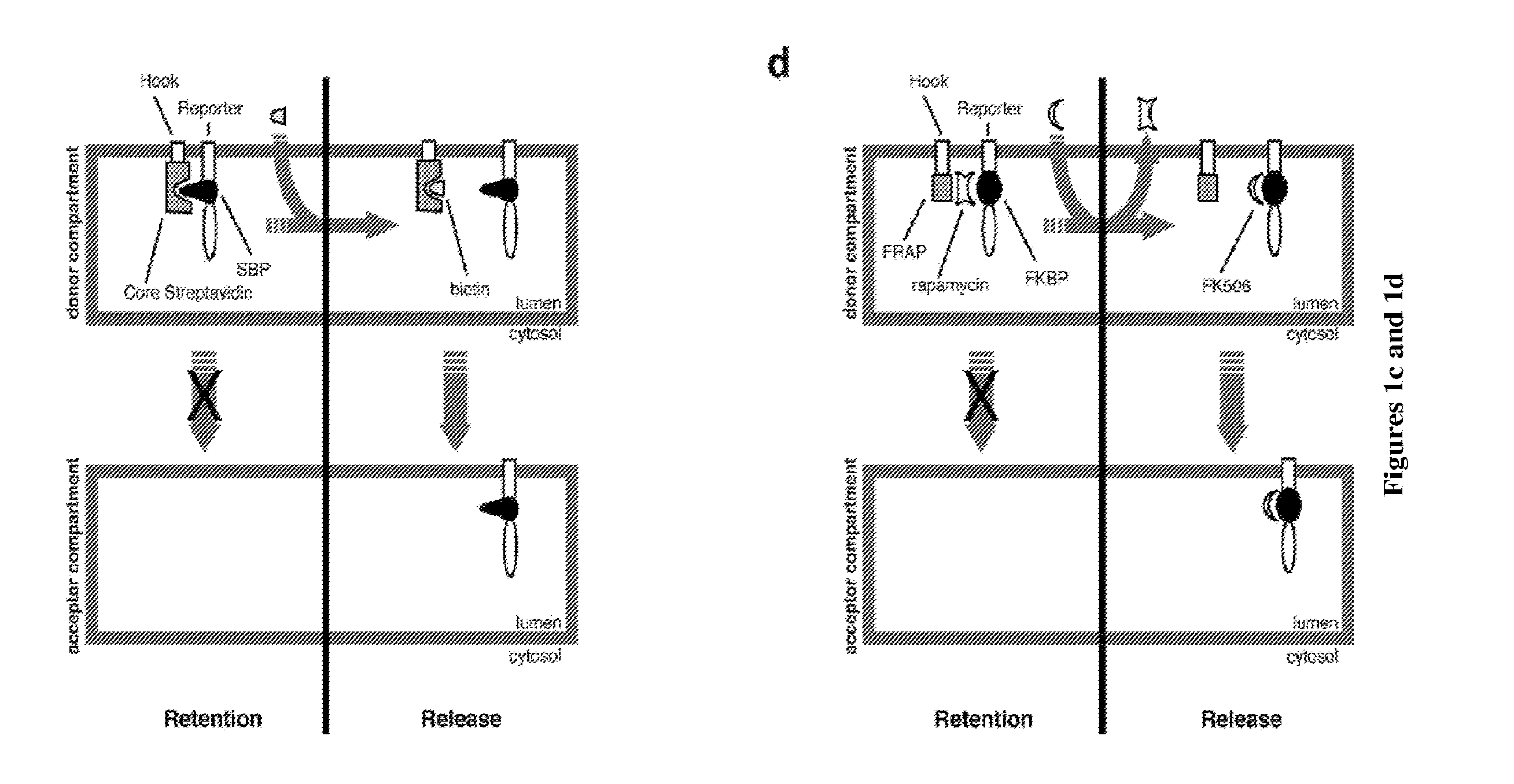 Methods and kits for regulating intracellular trafficking of a target protein