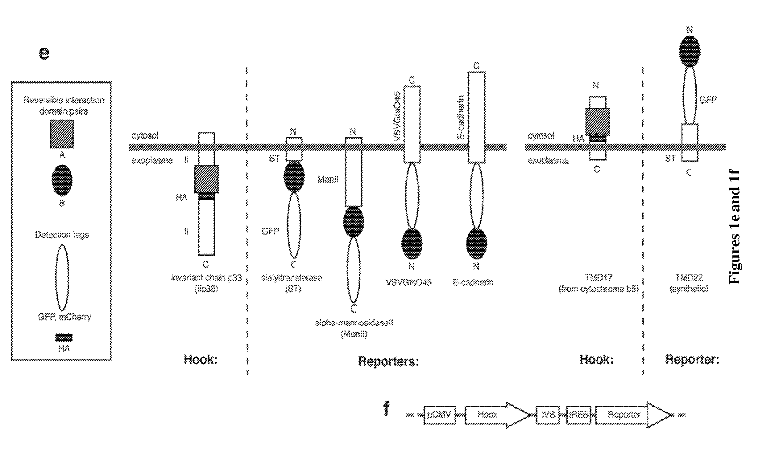 Methods and kits for regulating intracellular trafficking of a target protein