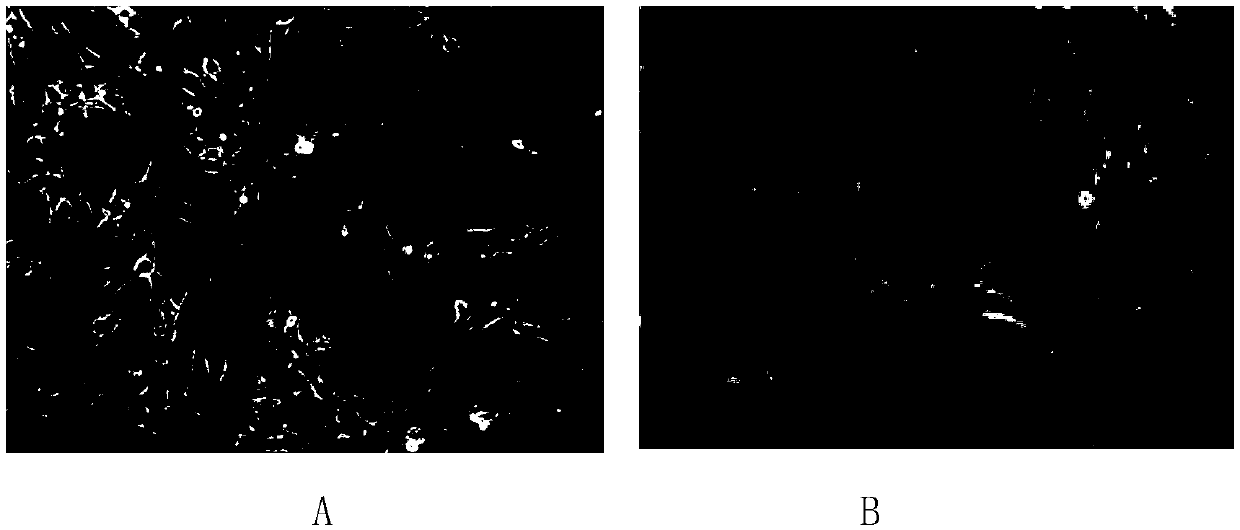 Preparation method of novel medical cell repairing agent