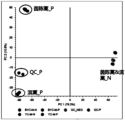 Method for rapid variation screening of different base sources of artemisia capillaris and artemisia scoparia through UPLC-MS-MS