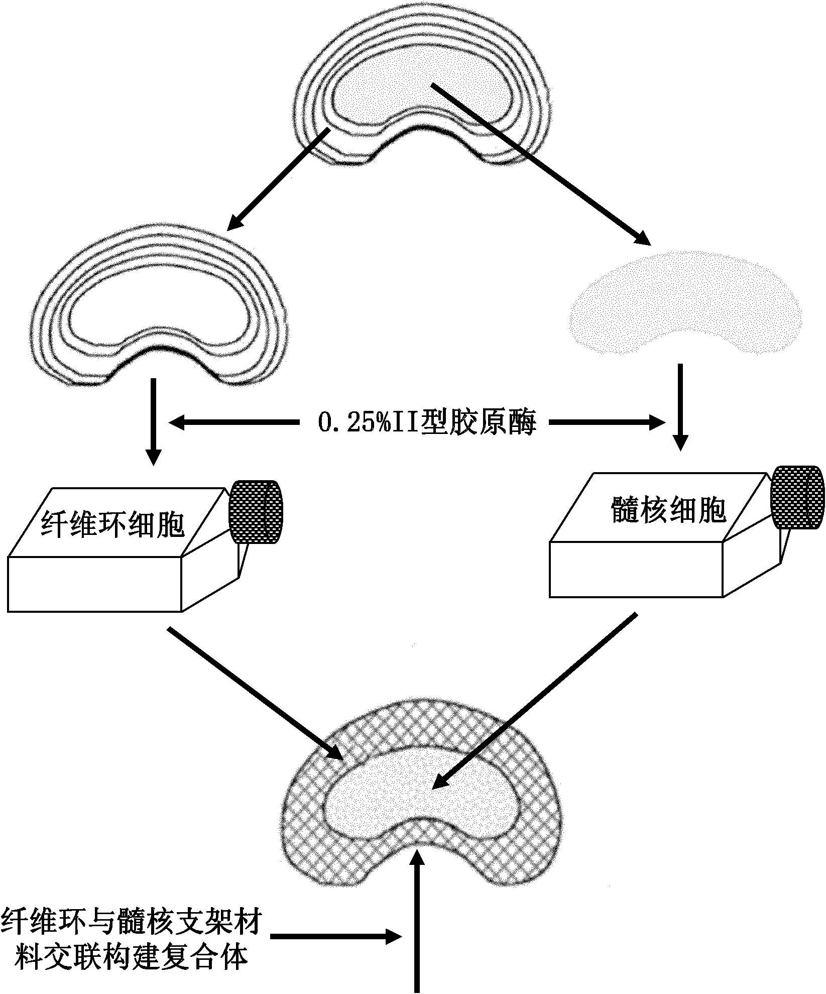 Artificial intervertebral disc complex tissue and preparation method thereof