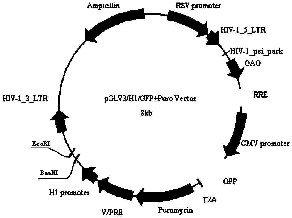 A kind of RNAi and its application in the preparation of drugs for treating liver cancer