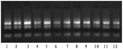 A kind of RNAi and its application in the preparation of drugs for treating liver cancer