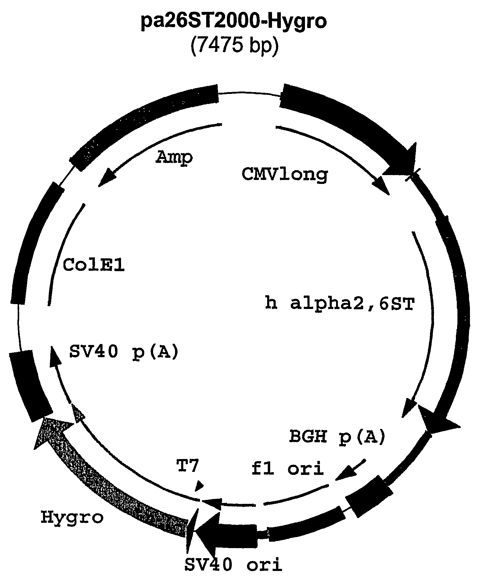 Production of viruses, viral isolates and vaccines