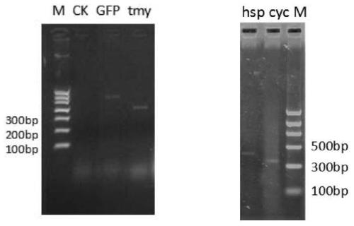 Kit of reagents and method for inhibiting gene expression of pine xylophilus