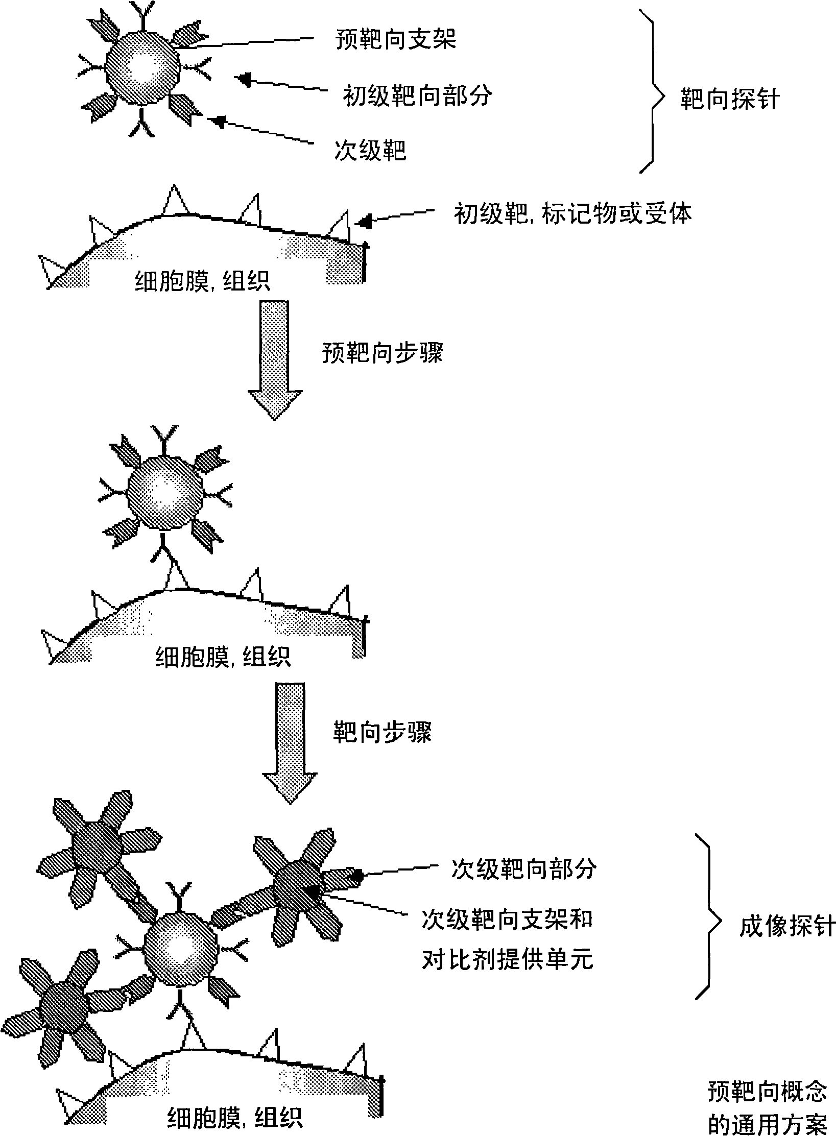 Targeted imaging and/or therapy using the [3+2] azide-alkyne cycloaddition