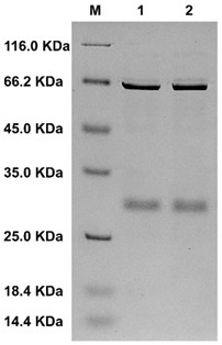 Recombinant alginate lyase AlyL7 and application thereof