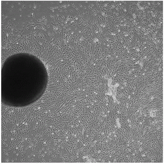 Method for preparing mesenchymal stem cell