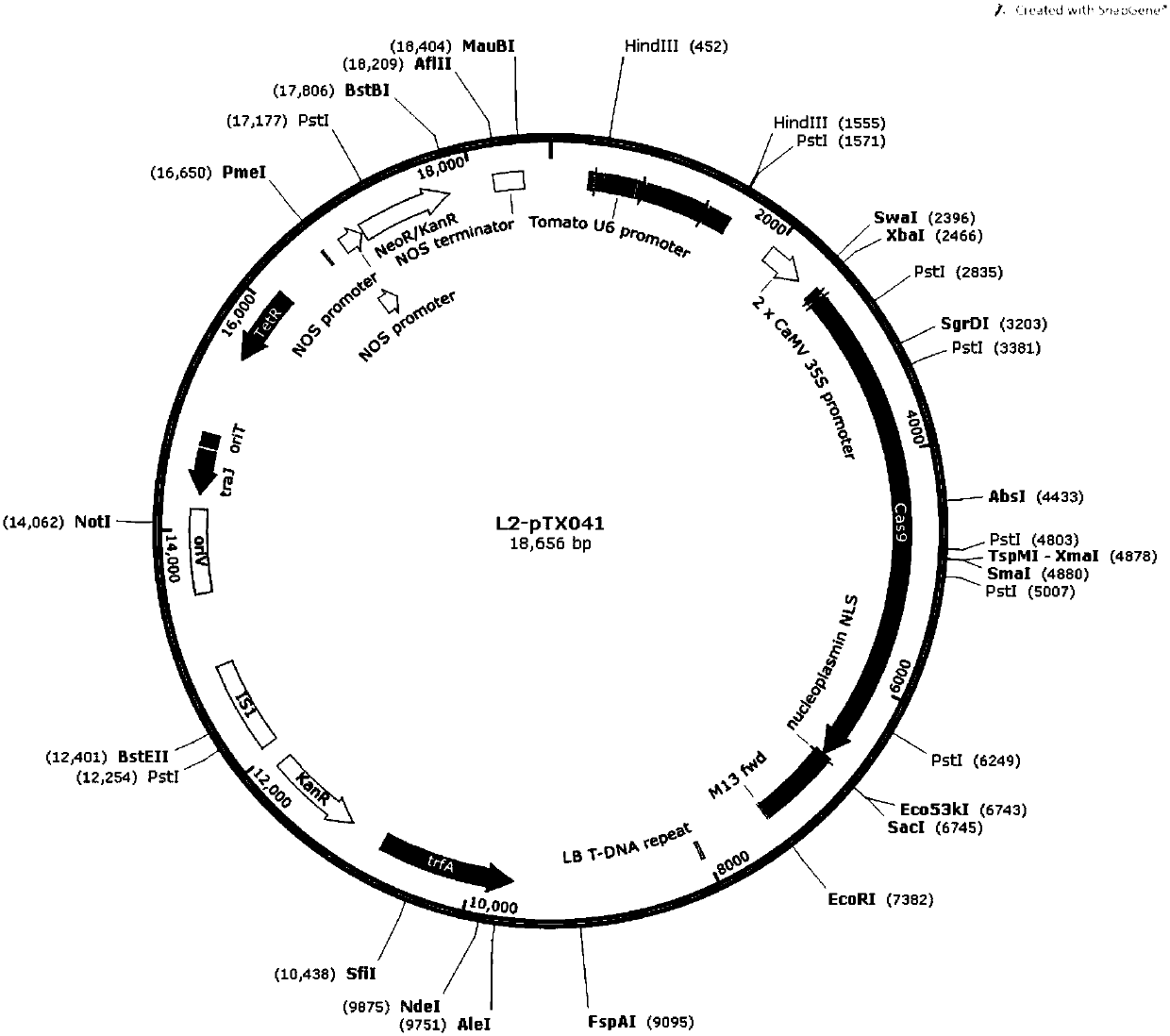 Method for creating tomato ginkgo material by gene editing technology