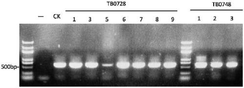 Method for creating tomato ginkgo material by gene editing technology