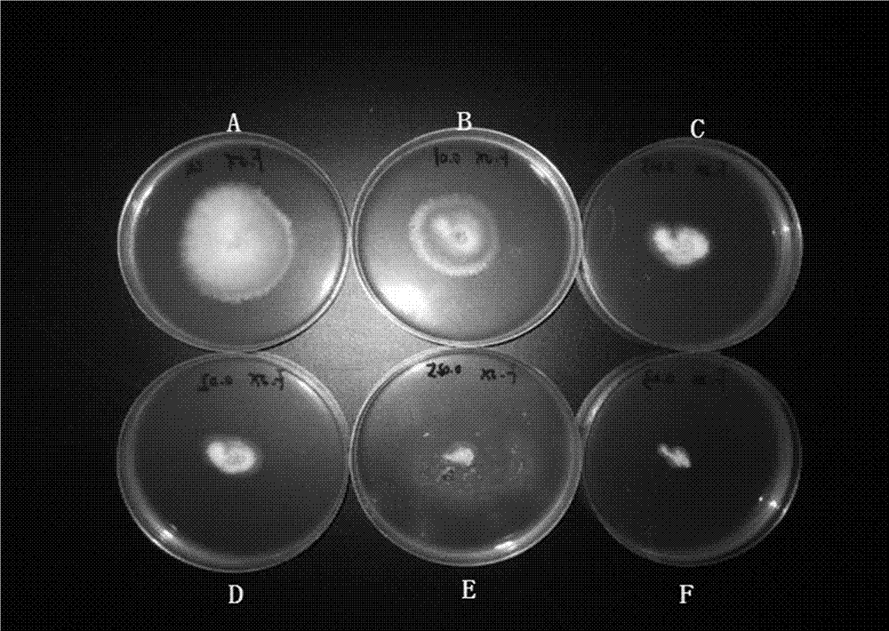 Method for shortening rotation cycle of watermelon to prevent and control fusarium wilt of watermelon