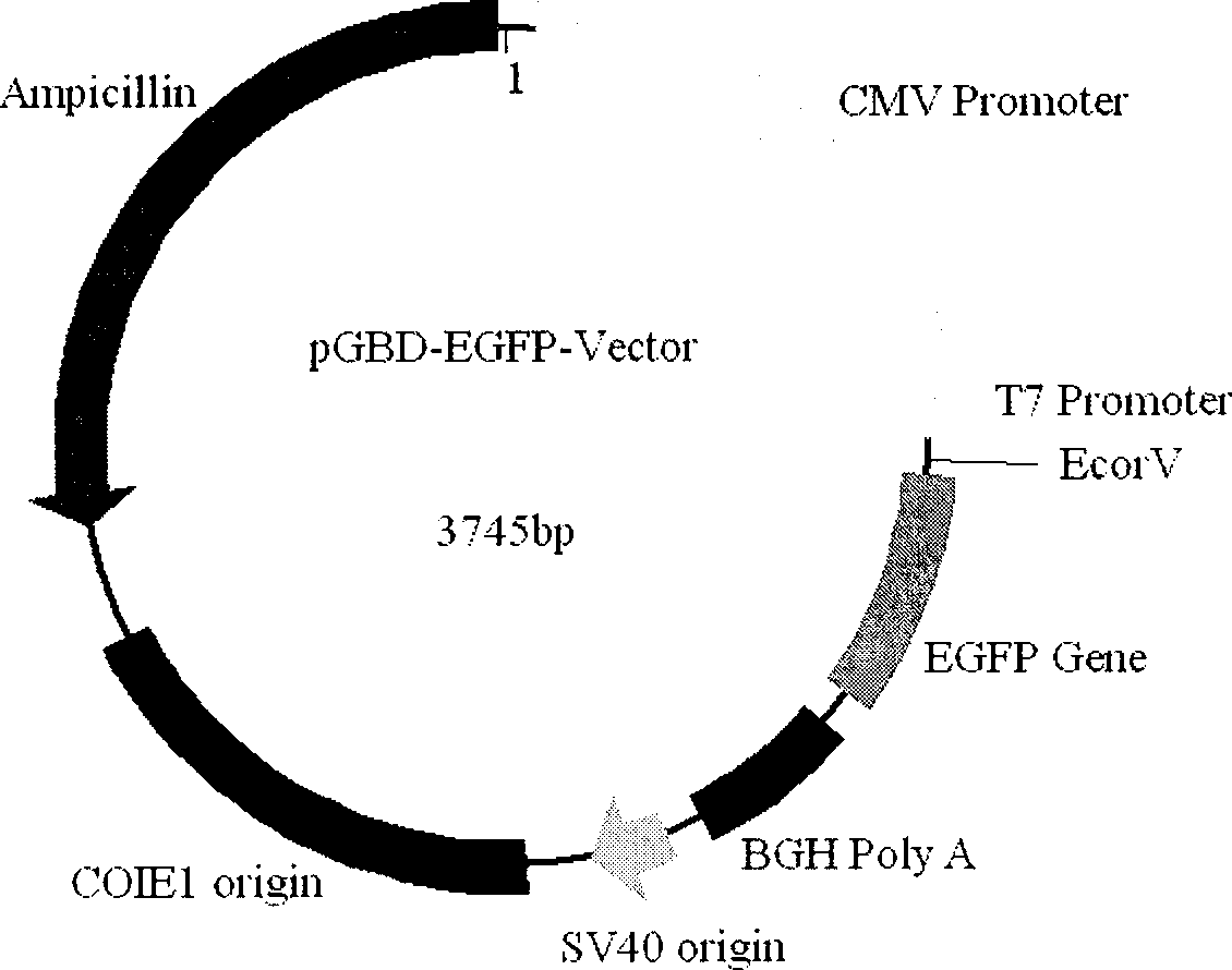 Expression vector for fusion expression of green fluorescent protein, construction method and use thereof