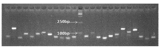 Application of KIT signal related gene QPCR (quantitative polymerase chain reaction) chip to mouse piebaldism detection