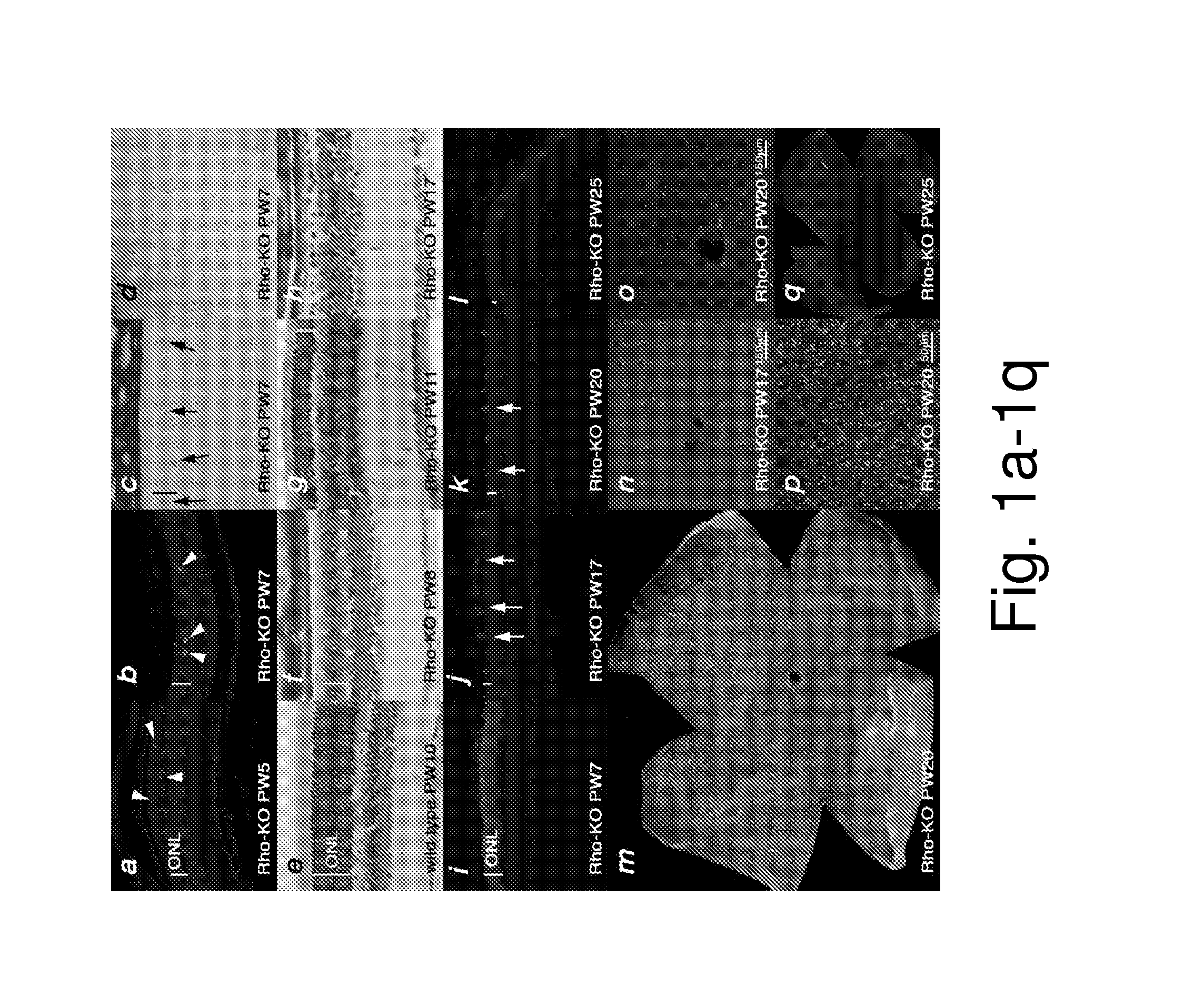 METHODS FOR PROLONGING VIABILITY OF CONE CELLS USING MODULATORS OF THE MAMMALIAN TARGET OF RAPAMYCINE (mTOR)