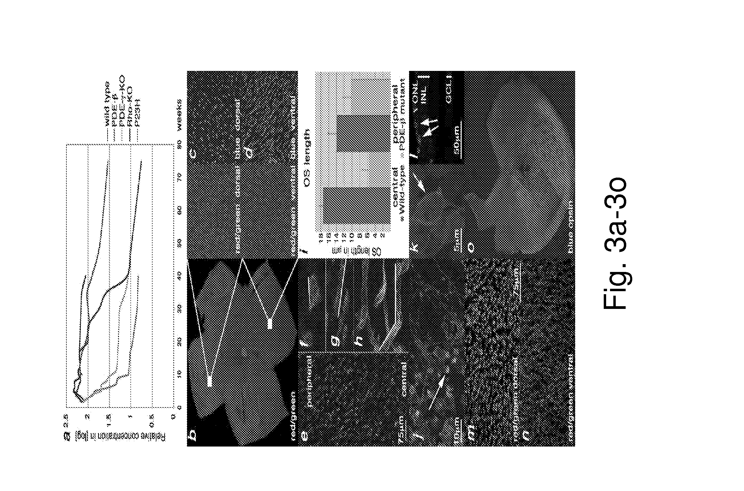 METHODS FOR PROLONGING VIABILITY OF CONE CELLS USING MODULATORS OF THE MAMMALIAN TARGET OF RAPAMYCINE (mTOR)