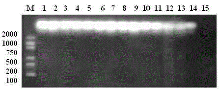 Primers and probe, kit and method used for precise and quantitative detection of ovine-derived materials