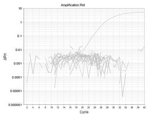 Primers and probe, kit and method used for precise and quantitative detection of ovine-derived materials