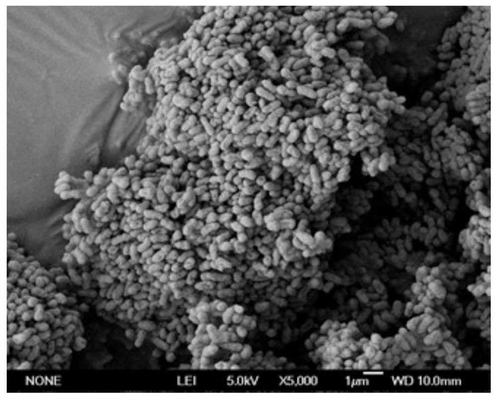 Pseudomonas nitroreducens, microbial inoculum, application of Pseudomonas nitroreducens and microbial inoculum and method for degrading acetaldehyde