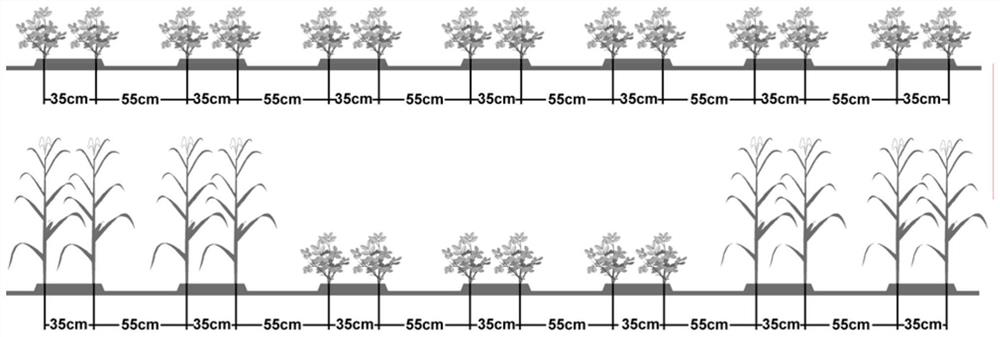 Comparative transcriptome analysis method for peanut leaf gene differential expression under intercropping corn